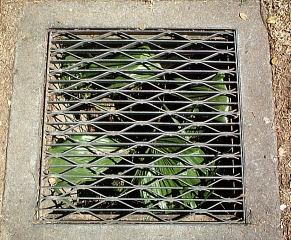 the imprisoned palm