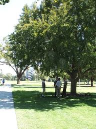 the group under the ginko