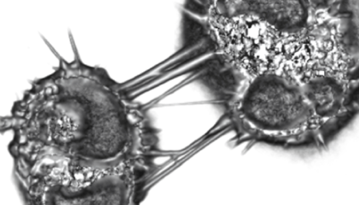 3D reconstruction of CAD cells exhibiting TNTs.
