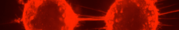 TNT microscope image.