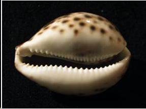 cowrie_shell.jpg