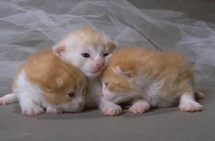 3 kittens