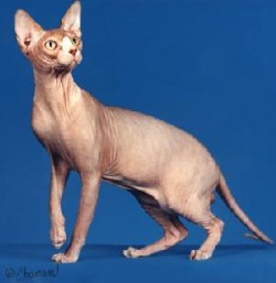 sphynx