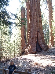 sequoia
