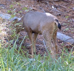 sequoia