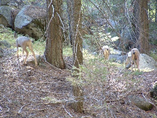 sequoia