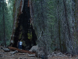 sequoia