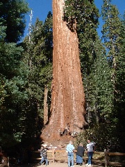 sequoia