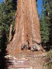 sequoia