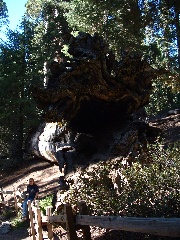 sequoia