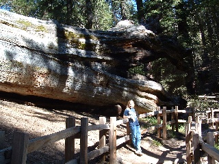 sequoia