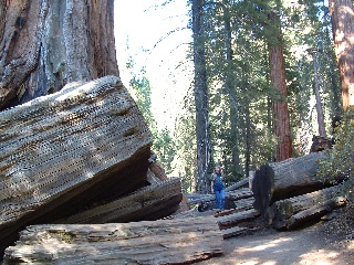 sequoia