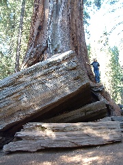 sequoia