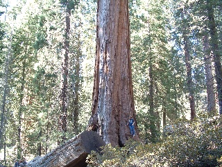 sequoia