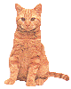 smcat9